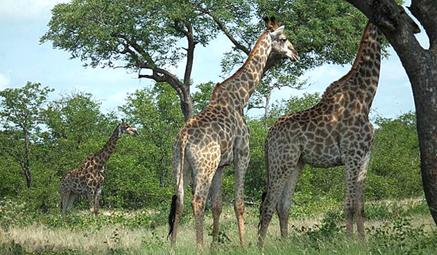 Rosedale Safaris &mdash; Photo slideshow