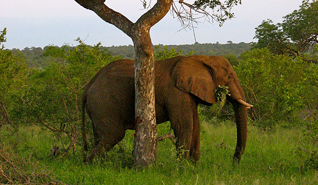 Rosedale Safaris &mdash; Photo slideshow