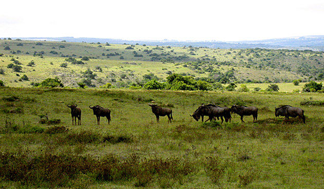 Rosedale Safaris &mdash; Photo slideshow